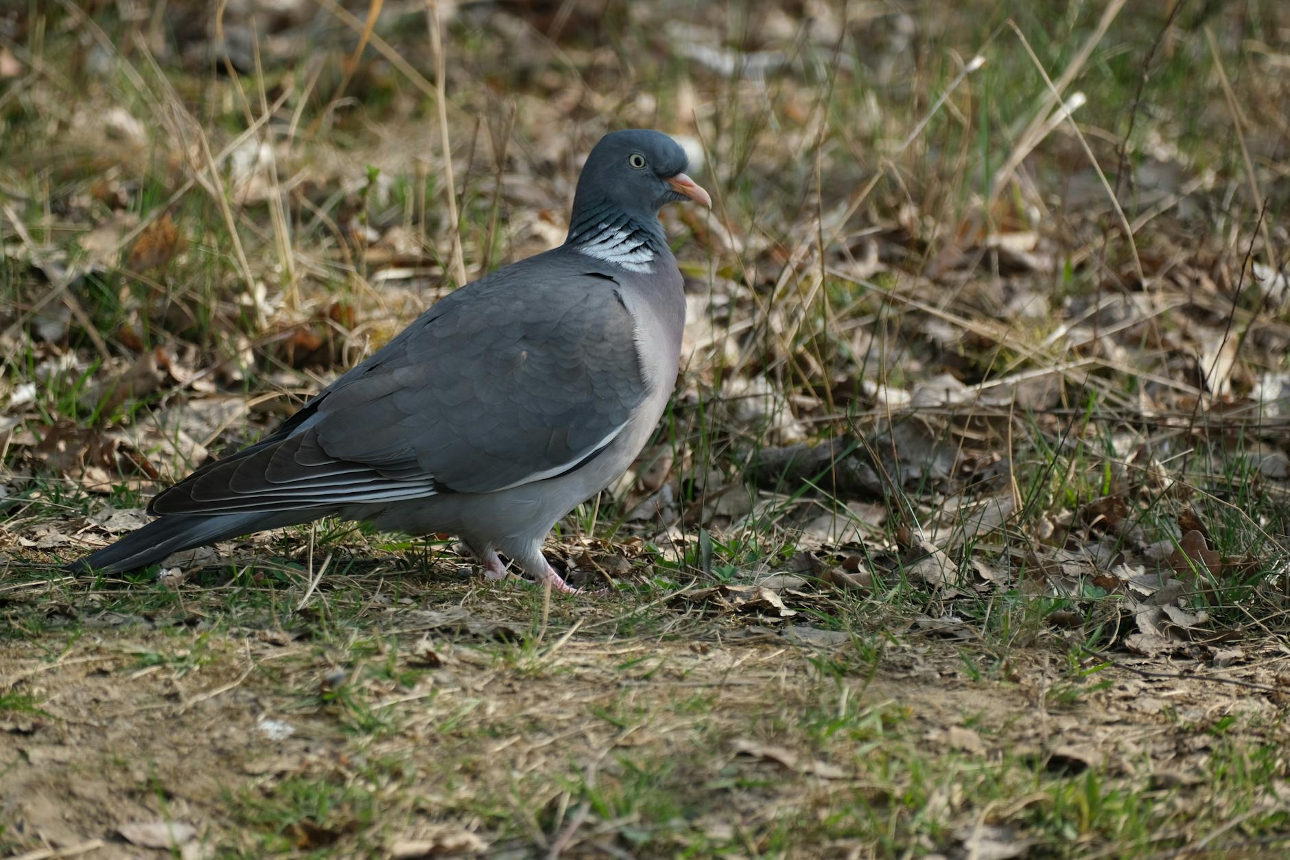 PWIK Głogów modernizuje infrastrukturę wodno-ściekową dzięki Funduszom Europejskim
